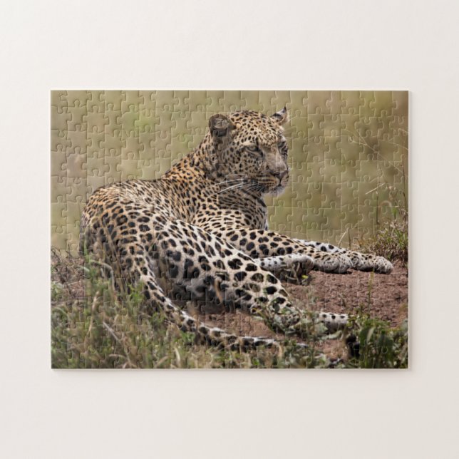 Afrika, Tanzania, Serengeti. Leopard Pussel (Horisontell)
