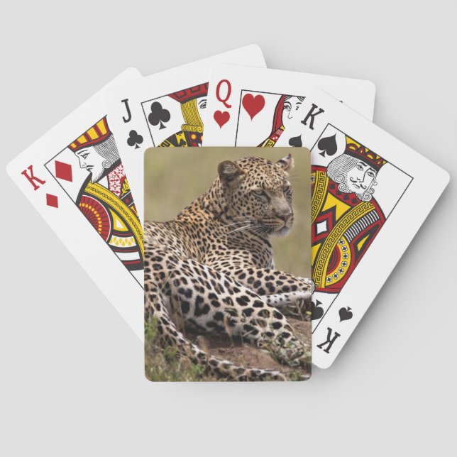 Afrika, Tanzania, Serengeti. Leopard Spel Kort (Baksidan)