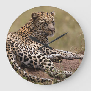 Afrika, Tanzania, Serengeti. Leopard Stor Klocka
