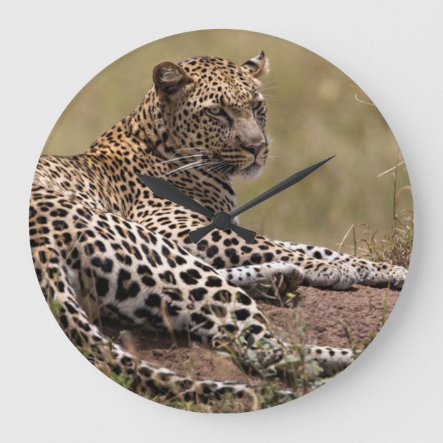 Afrika, Tanzania, Serengeti. Leopard Stor Klocka (Framsida)