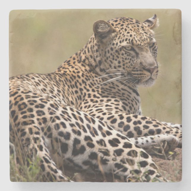 Afrika, Tanzania, Serengeti. Leopard Underlägg Sten (Framsidan)