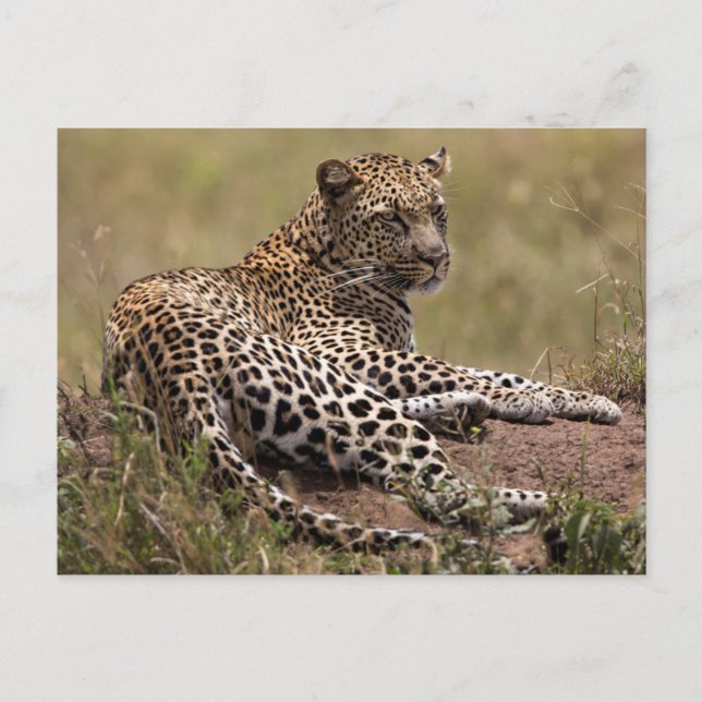 Afrika, Tanzania, Serengeti. Leopard Vykort (Framsida)