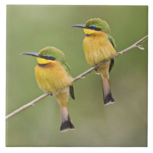 Afrika. Tanzania. Små biätare vid Manyara Kakelplatta
