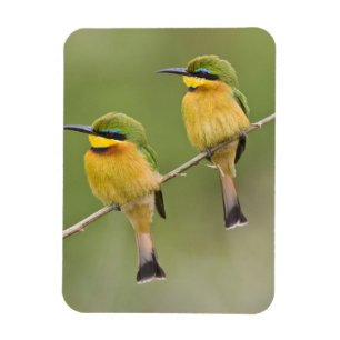 Afrika. Tanzania. Små biätare vid Manyara Magnet