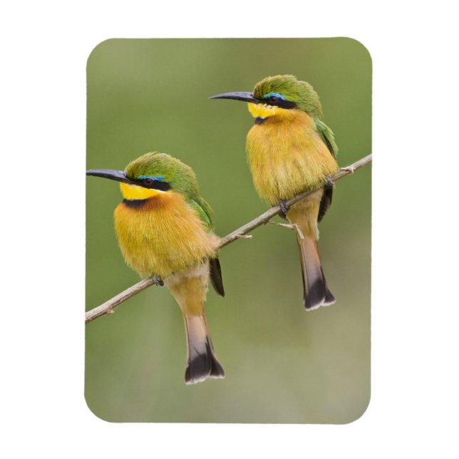Afrika. Tanzania. Små biätare vid Manyara Magnet (Vertikal)