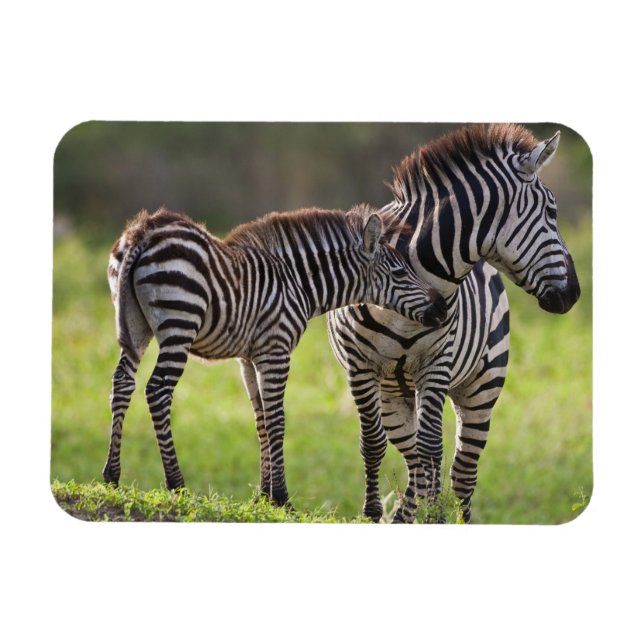 Afrika. Tanzania. Stäppzebra mamma och unge Magnet (Horisontell)
