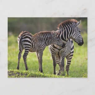 Afrika. Tanzania. Stäppzebramor och unge Vykort
