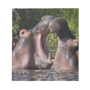 Afrika. Tanzania. Stridande flodhästar Anteckningsblock