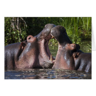 Afrika. Tanzania. Stridande flodhästar Hälsningskort
