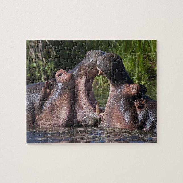 Afrika. Tanzania. Stridande flodhästar Pussel (Horisontell)