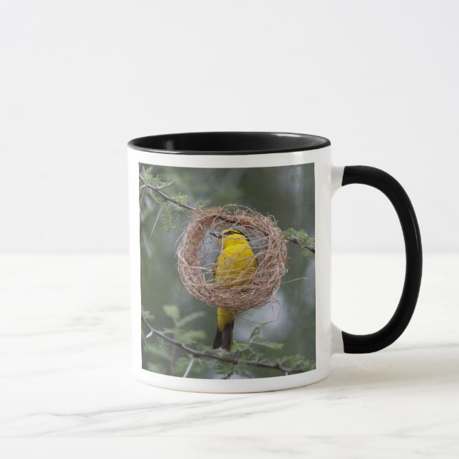 Afrika. Tanzania. Svartstrupig vävare hona Mugg (Höger)