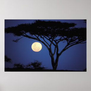 Afrika, Tanzania, Tarangire. Acacia träd i Poster
