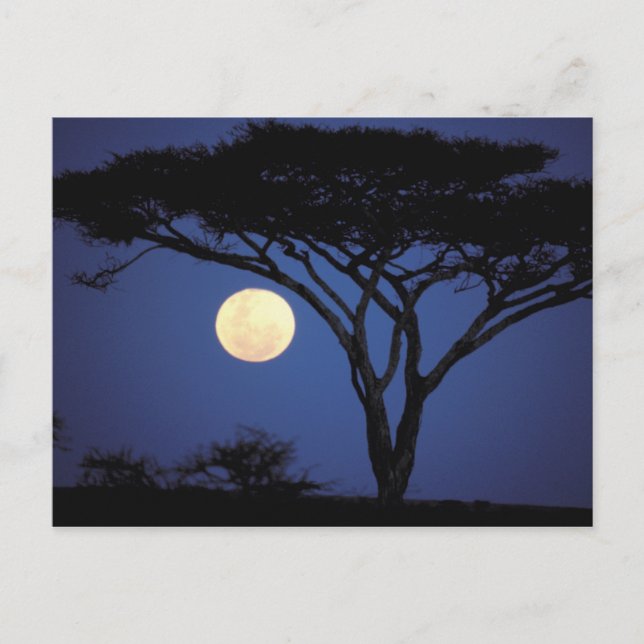 Afrika, Tanzania, Tarangire. Acacia träd i Vykort (Framsida)