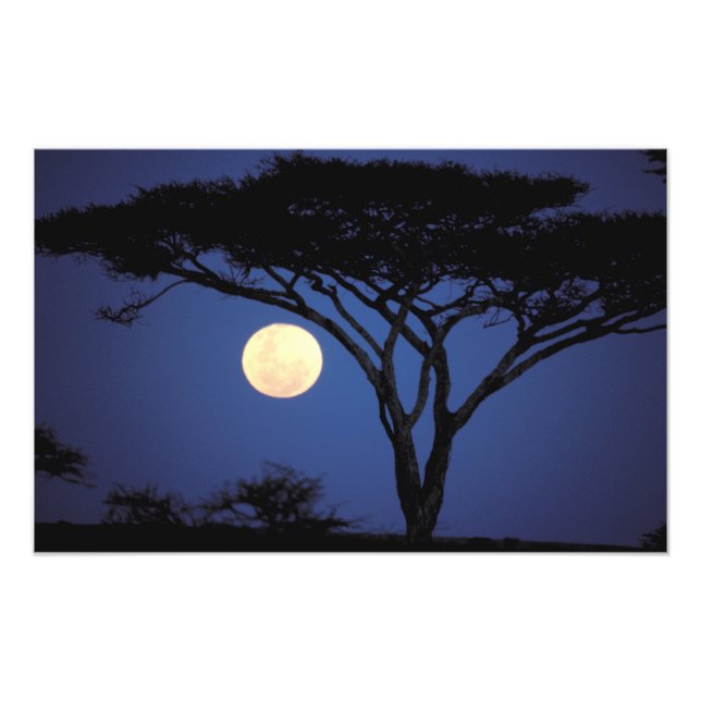 Afrika, Tanzania, Tarangire. Akacieträd i Fototryck (Framsidan)