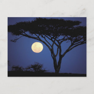Afrika, Tanzania, Tarangire. Akacieträd i Vykort