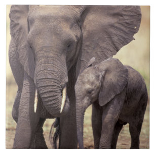 Afrika, Tanzania, Tarangire nationalpark. 2 Kakelplatta
