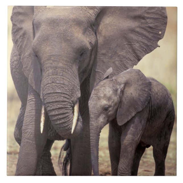 Afrika, Tanzania, Tarangire nationalpark. 2 Kakelplatta (Framsidan)