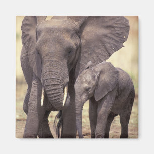 Afrika, Tanzania, Tarangire nationalpark. 2 Magnet