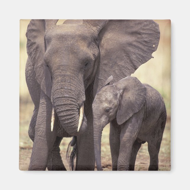 Afrika, Tanzania, Tarangire nationalpark. 2 Magnet (Framsidan)