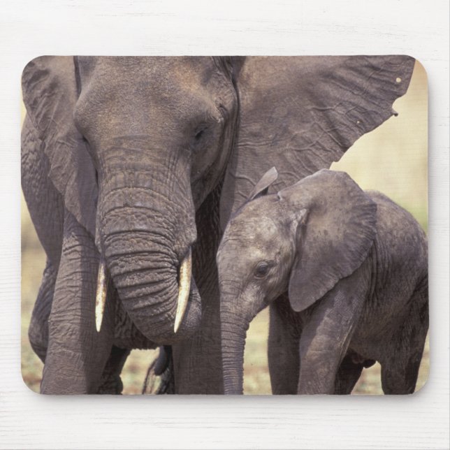 Afrika, Tanzania, Tarangire nationalpark. 2 Musmatta (Framsidan)