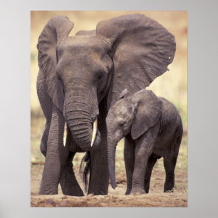 Afrika, Tanzania, Tarangire nationalpark. 2 Poster