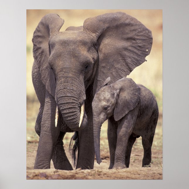 Afrika, Tanzania, Tarangire nationalpark. 2 Poster (Framsidan)
