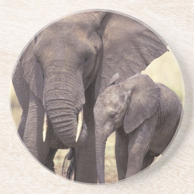 Afrika, Tanzania, Tarangire nationalpark. 2 Underlägg Sandsten (Framsidan)