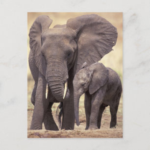 Afrika, Tanzania, Tarangire nationalpark. 2 Vykort