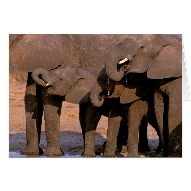 Afrika, Tanzania, Tarangire nationalpark. Hälsningskort (Framsidan Horizontal)