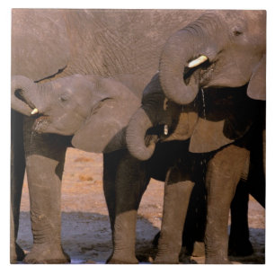 Afrika, Tanzania, Tarangire nationalpark. Kakelplatta