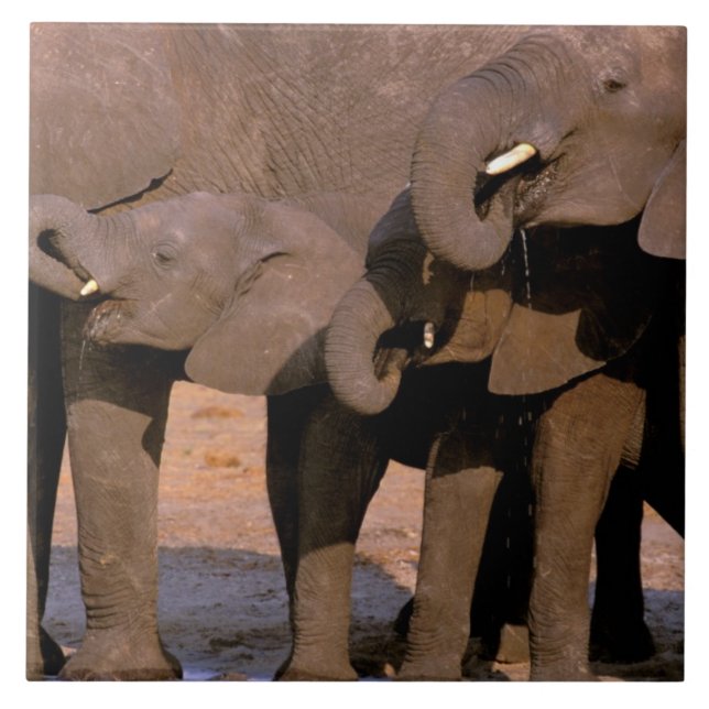 Afrika, Tanzania, Tarangire nationalpark. Kakelplatta (Framsidan)