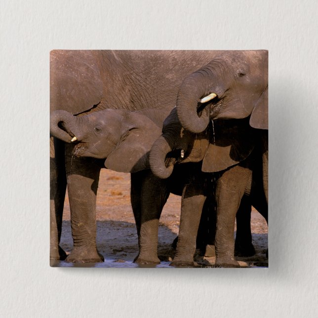 Afrika, Tanzania, Tarangire nationalpark. Knapp (Framsida)