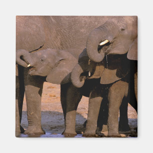 Afrika, Tanzania, Tarangire nationalpark. Magnet
