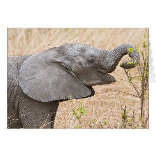 Afrika. Tanzania. Ung elefant vid Tarangire Hälsningskort