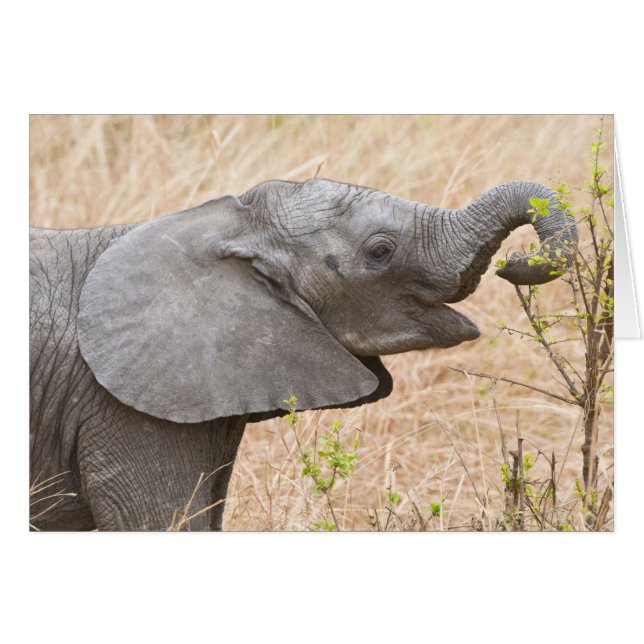 Afrika. Tanzania. Ung elefant vid Tarangire Hälsningskort (Framsidan Horizontal)
