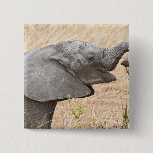 Afrika. Tanzania. Ung elefant vid Tarangire Knapp (Framsida)