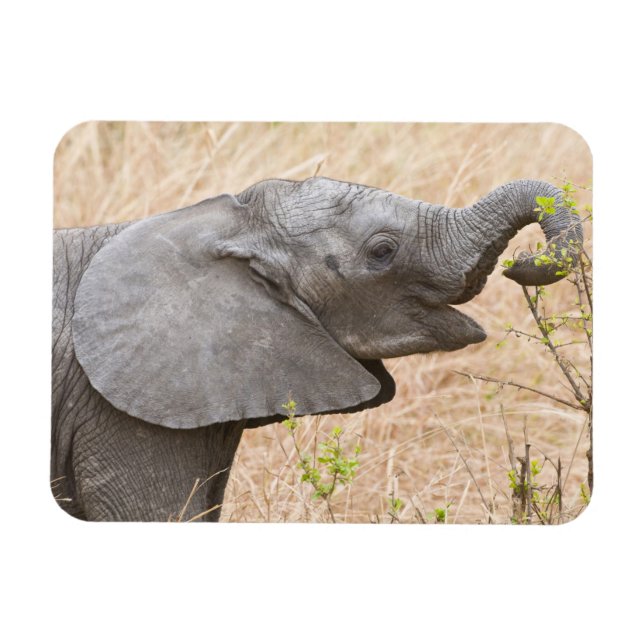 Afrika. Tanzania. Ung elefant vid Tarangire Magnet (Horisontell)