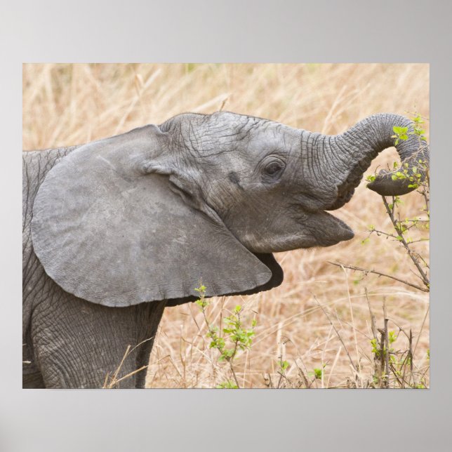 Afrika. Tanzania. Ung elefant vid Tarangire Poster (Framsidan)