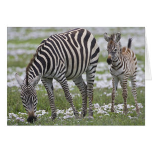 Afrika. Tanzania. Zebra mamma och föl Hälsningskort