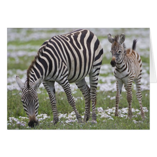 Afrika. Tanzania. Zebra mamma och föl Hälsningskort (Framsidan Horizontal)