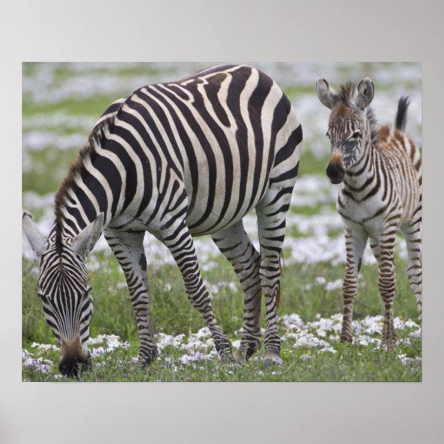 Afrika. Tanzania. Zebra mor och colt på Poster (Framsidan)