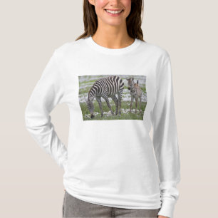 Afrika. Tanzania. Zebra mor och colt Tee