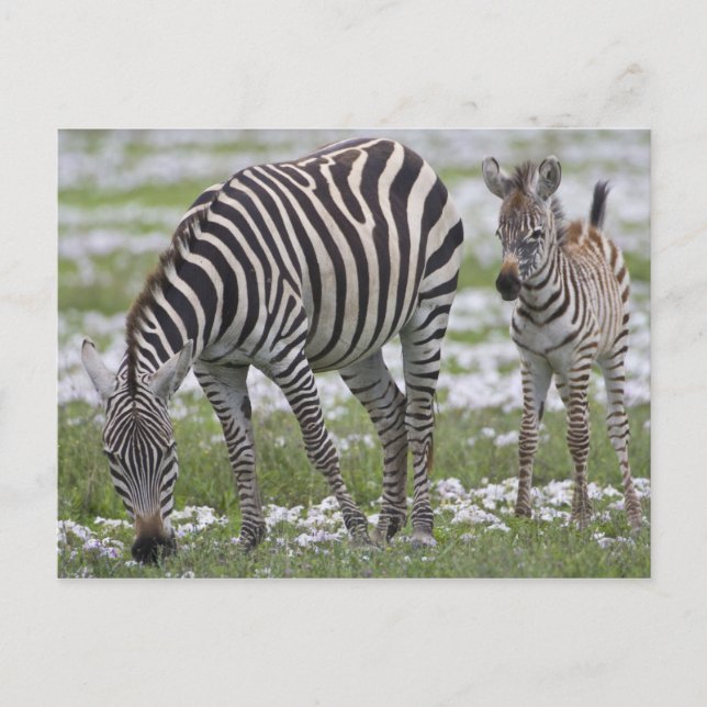 Afrika. Tanzania. Zebra mor och colt Vykort (Framsida)