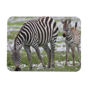 Afrika. Tanzania. Zebramor och föl Magnet