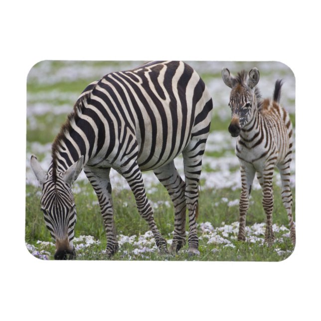 Afrika. Tanzania. Zebramor och föl Magnet (Horisontell)