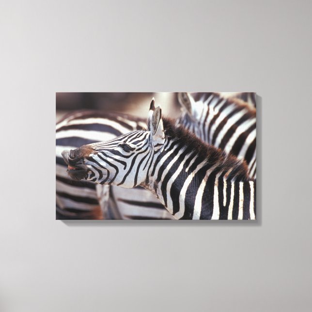 Afrika,Tanzania,zebröder Canvastryck (Framsida)