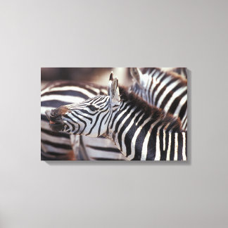 Afrika,Tanzania,zebröder Canvastryck
