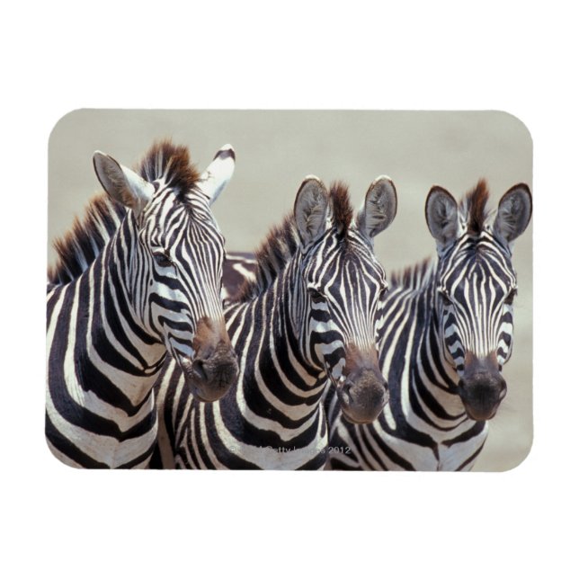 Afrika, Tanzania, zebröder Magnet (Horisontell)