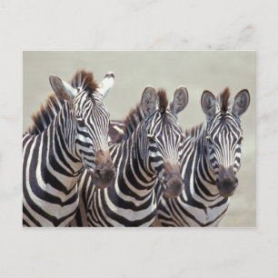 Afrika, Tanzania, zebröder Vykort