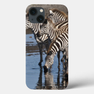 Afrika. Tanzania. Zebror dricker vid Ndutu
